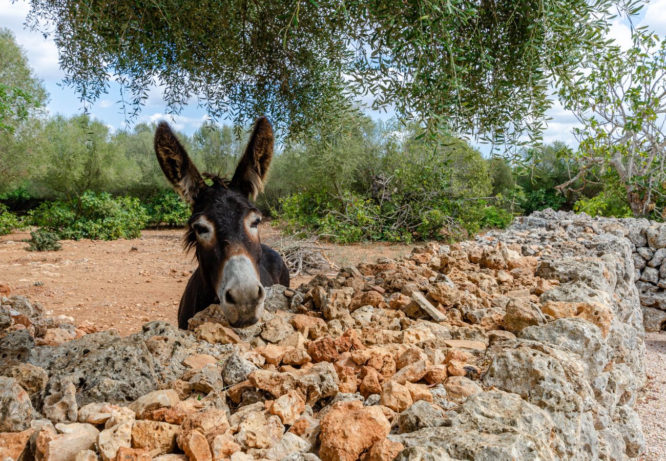 Agrotourismus in Costitx - Agroturismo Cal Tio 2, YourHouse