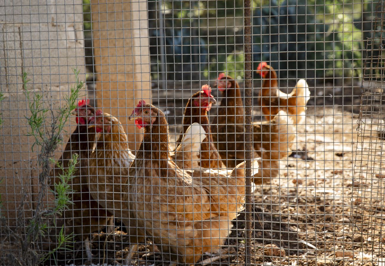 Villa en Felanitx - YourHouse Can Tries