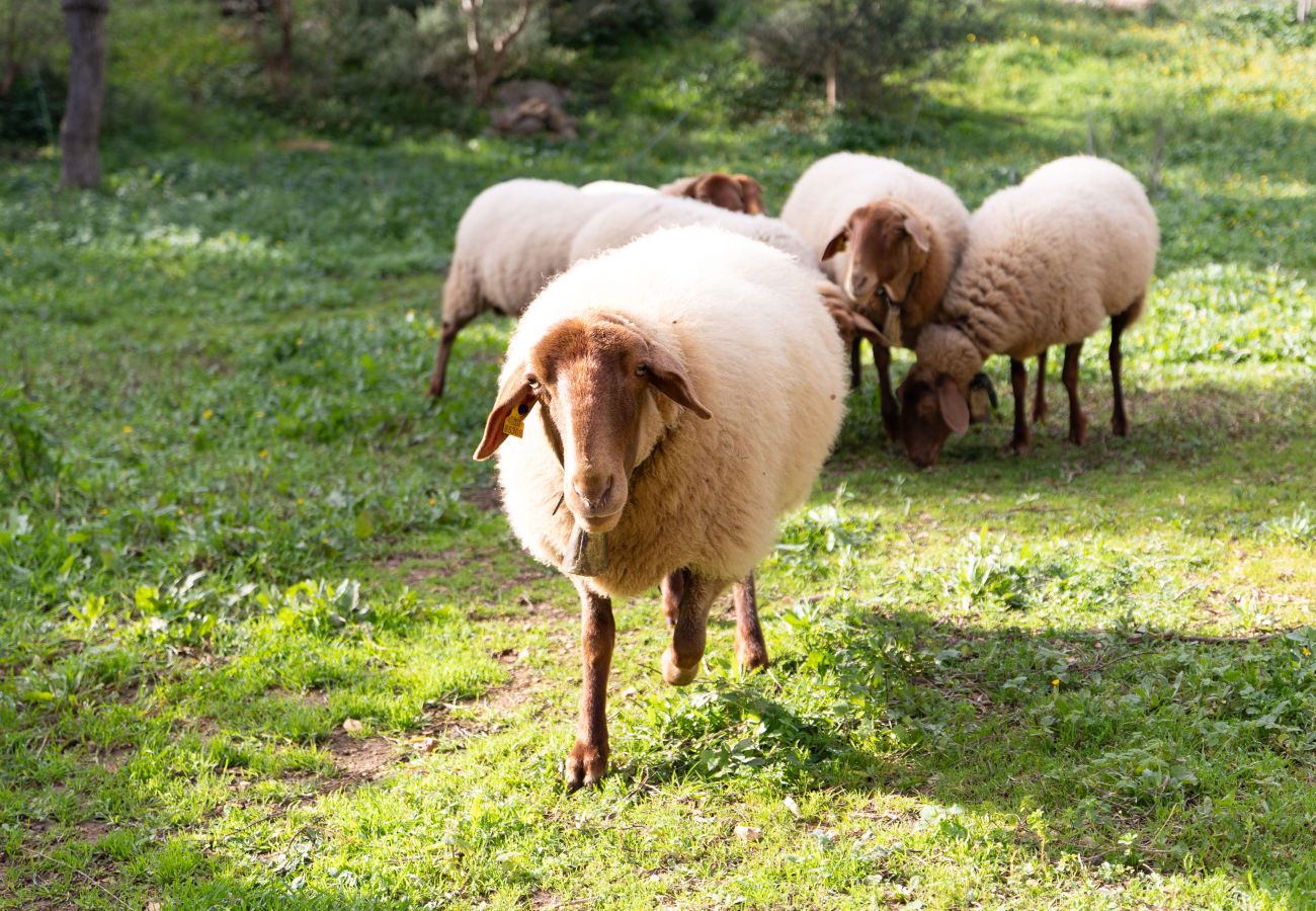 Country house in Petra - A0015 Ca'n Monget