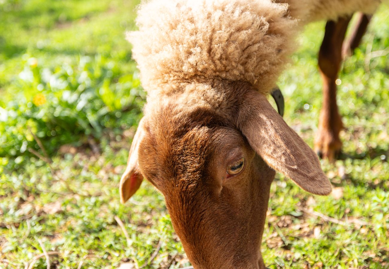 Country house in Petra - A0015 Ca'n Monget